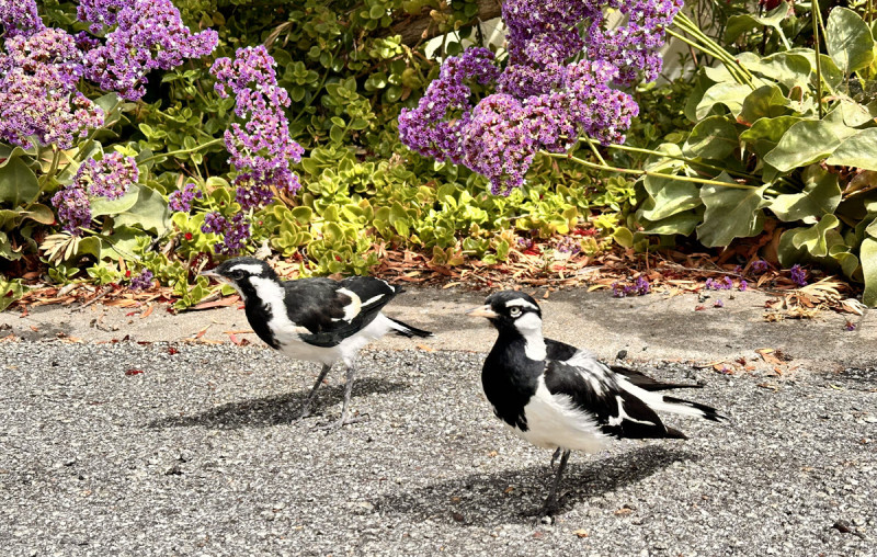 Birds at BIG4 Middleton Beach 1200px