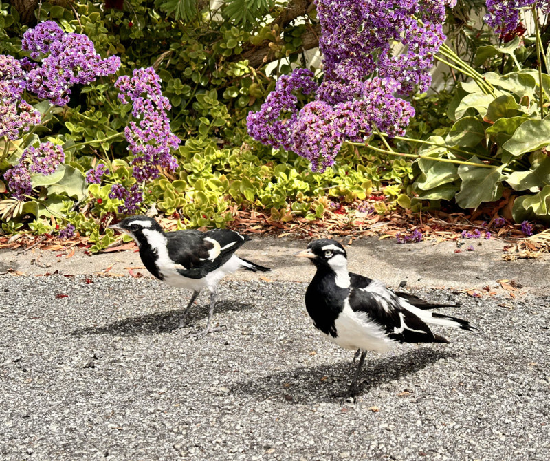 Birds at BIG4 Middleton Beach 1200px