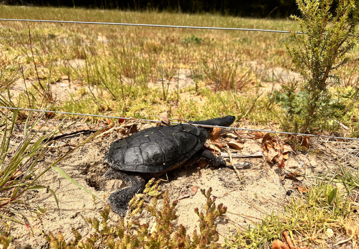 South Western Long neck Tortoise at BIG4 Middleton Beach Oct 2024 1 1200px