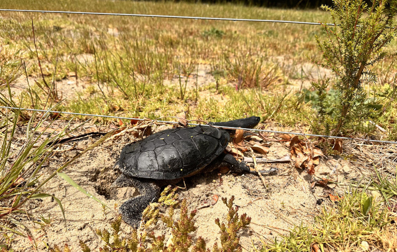 South Western Long neck Tortoise at BIG4 Middleton Beach Oct 2024 1 1200px