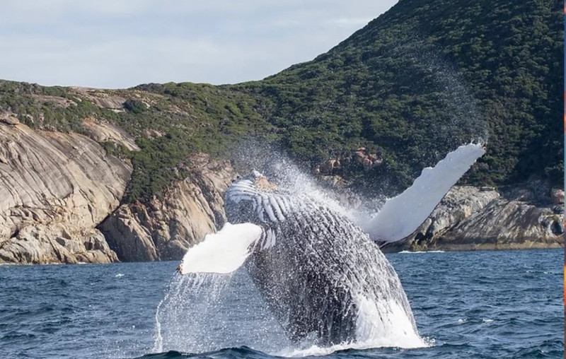 Albany Whale Tours 2