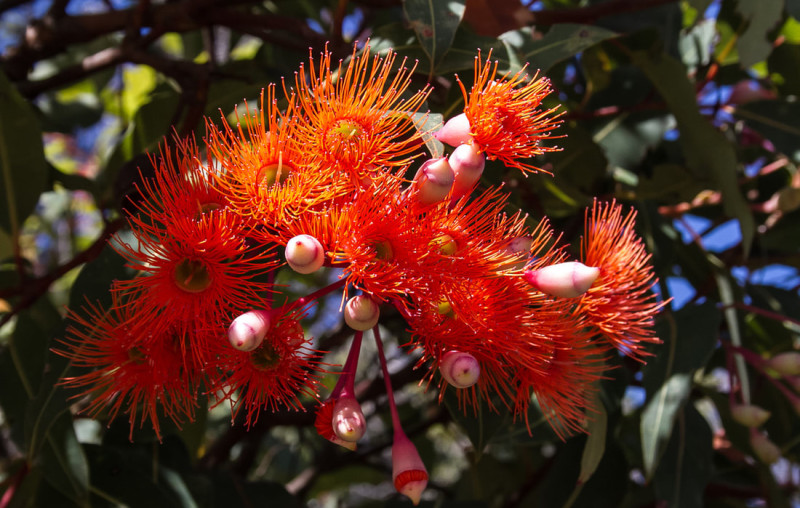 wildflowers red flowering gum by robert horler