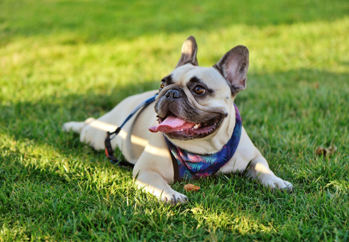 BIG4 Middleton Beach pet friendly on sites 1