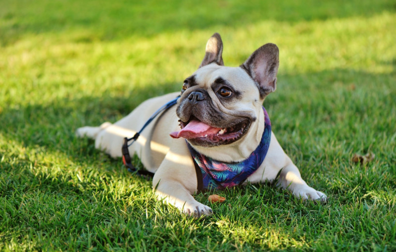 BIG4 Middleton Beach pet friendly on sites 1