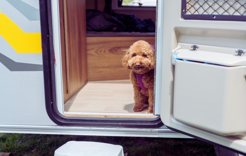 BIG4 Middleton Beach pet friendly on sites 4